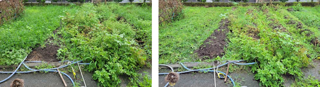 畑は草刈鎌で
