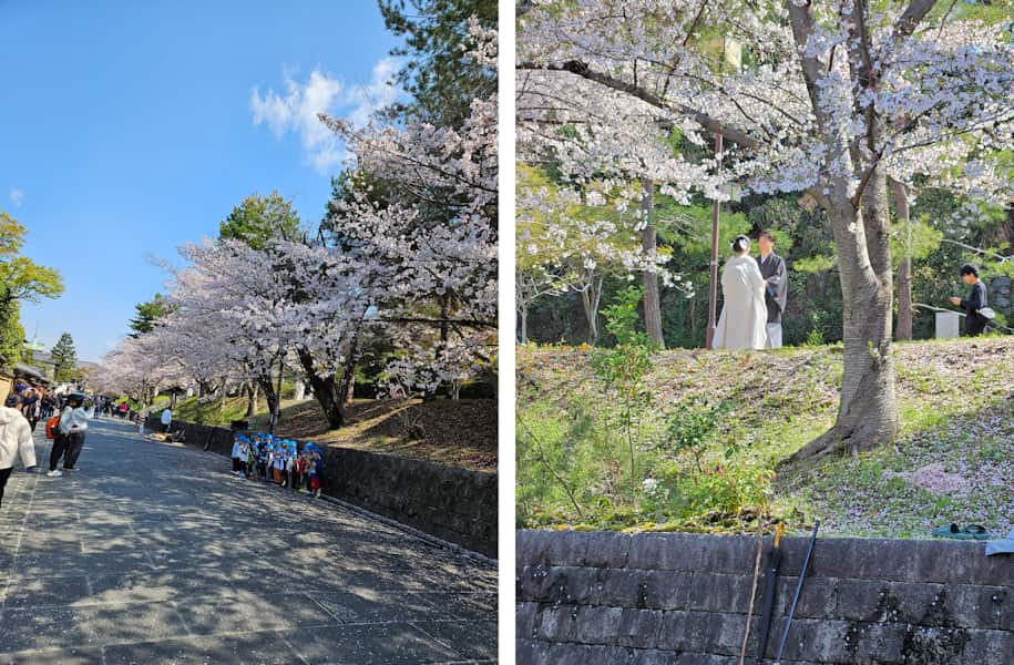 桜写真01