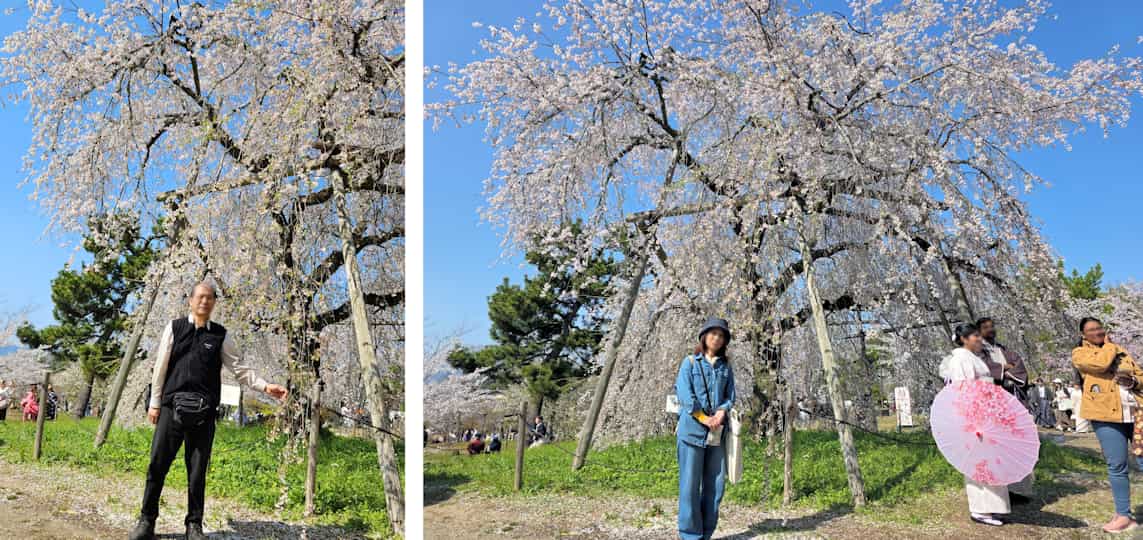 桜写真03