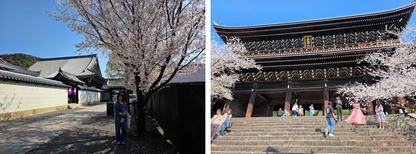 桜写真04