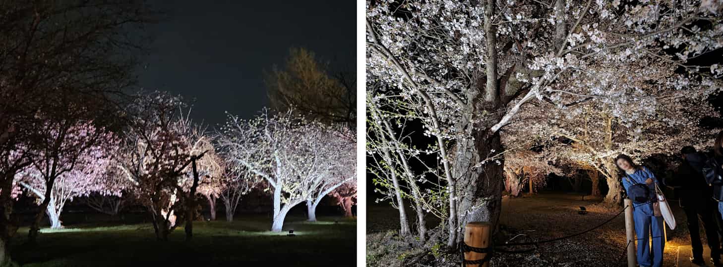 桜写真06