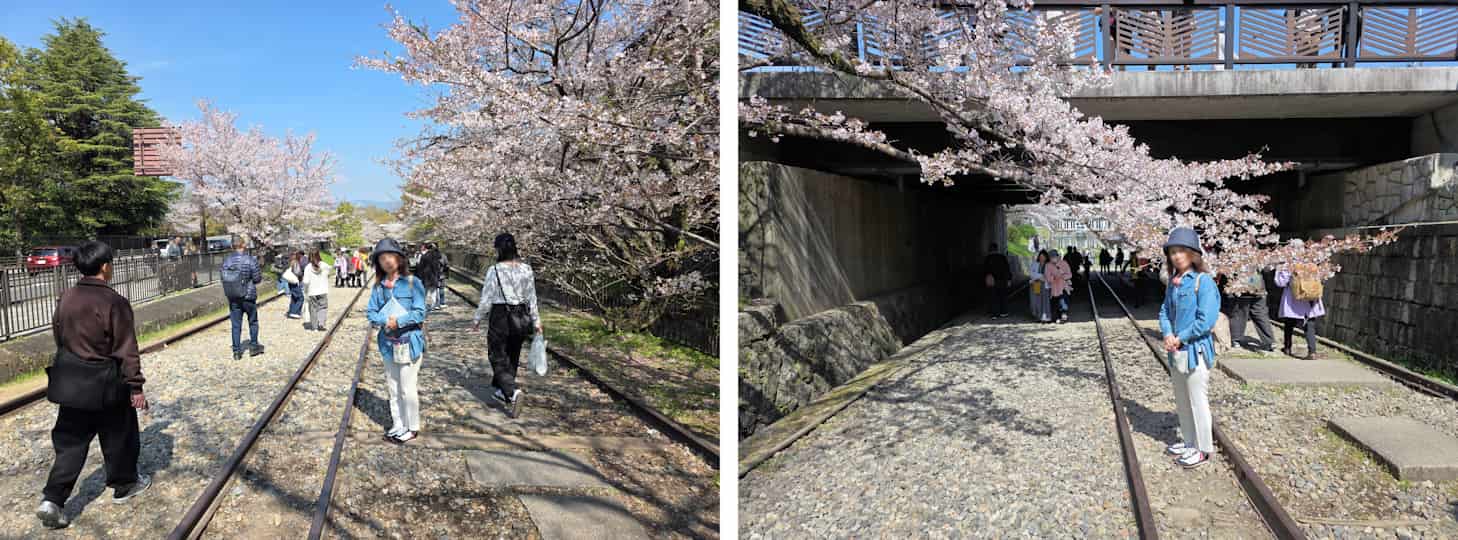 桜写真07