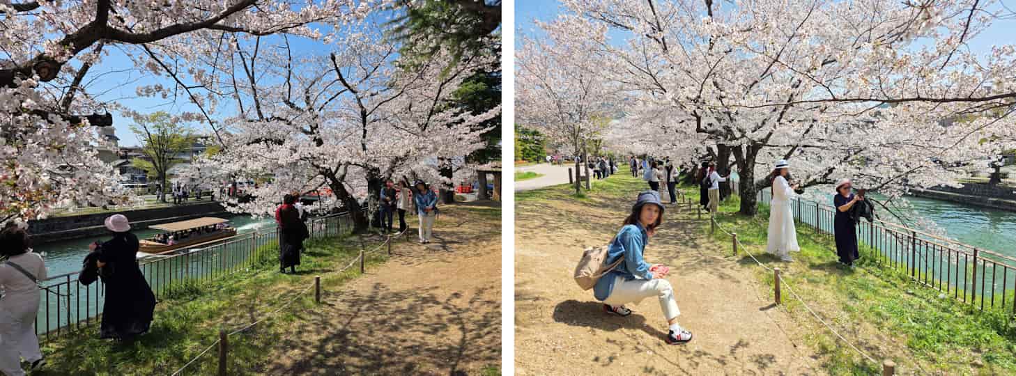 桜写真08