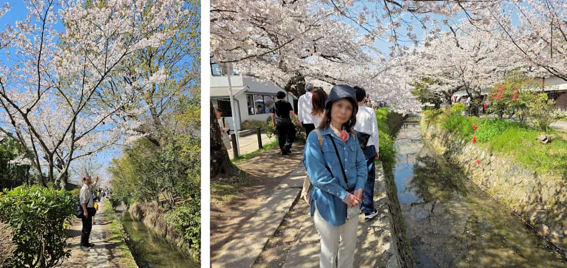 桜写真09